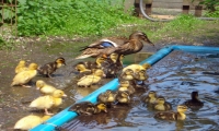 Entenkinder baden gerne